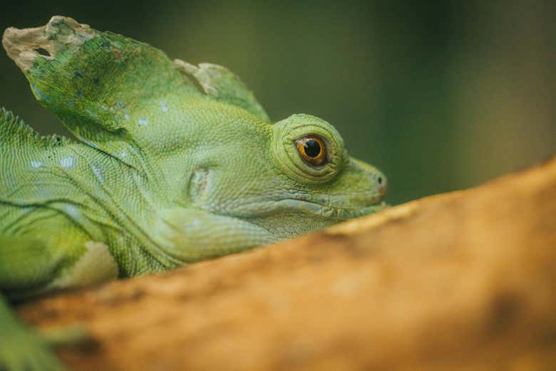 Hermosa iguana verde 