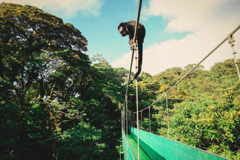 Mono en un puente colgante en Monteverde