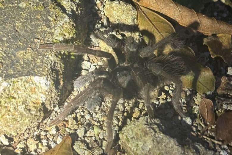 Una tarántula al caer la noche