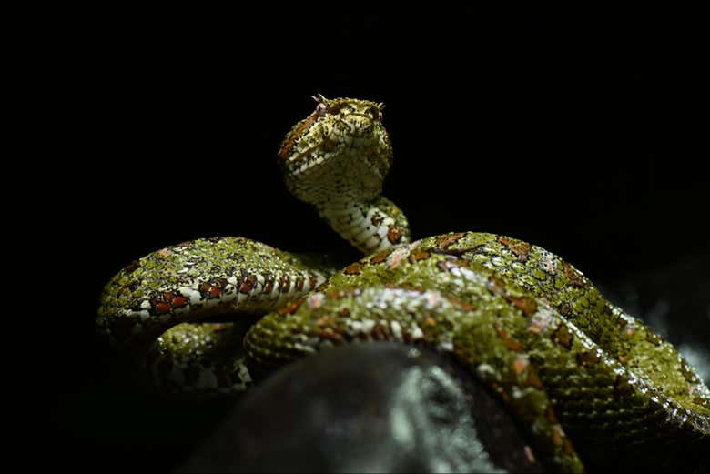 Conociendo a la bocaracá, una serpiente venenosa