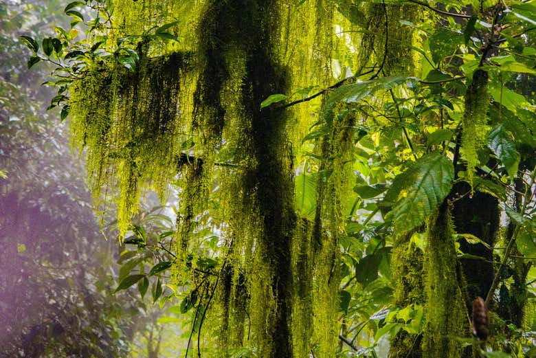 Musgo colgante del bosque de Monteverde