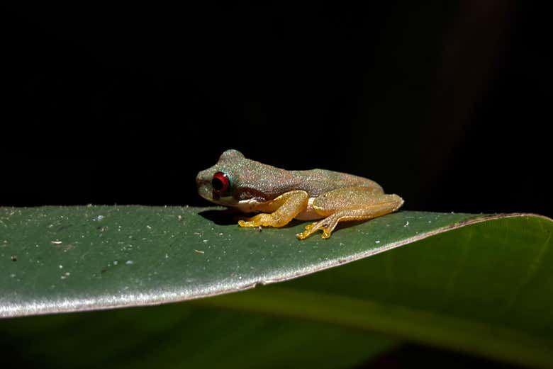 Un ejemplar de una rana de arroyo de ojos rojos