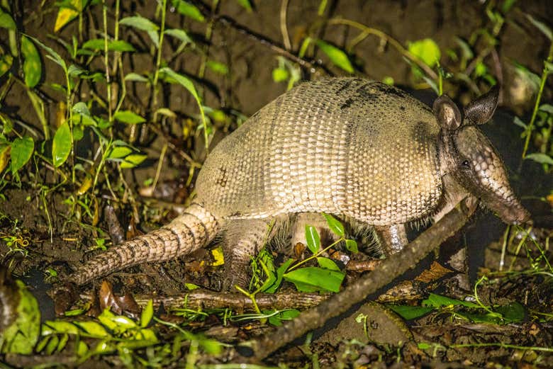 Armadillo de nueve bandas por la noche