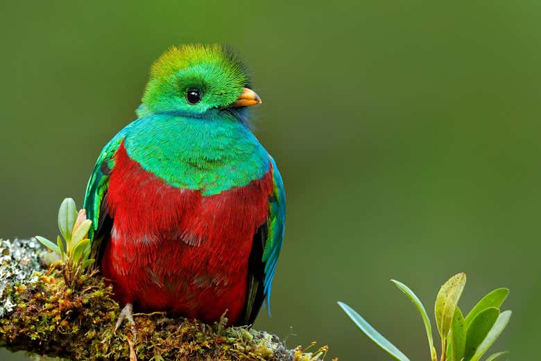 Le quetzal, le plus bel oiseau du monde