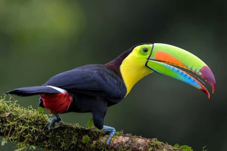 Contemplando as diversas aves que vivem nestas paisagens