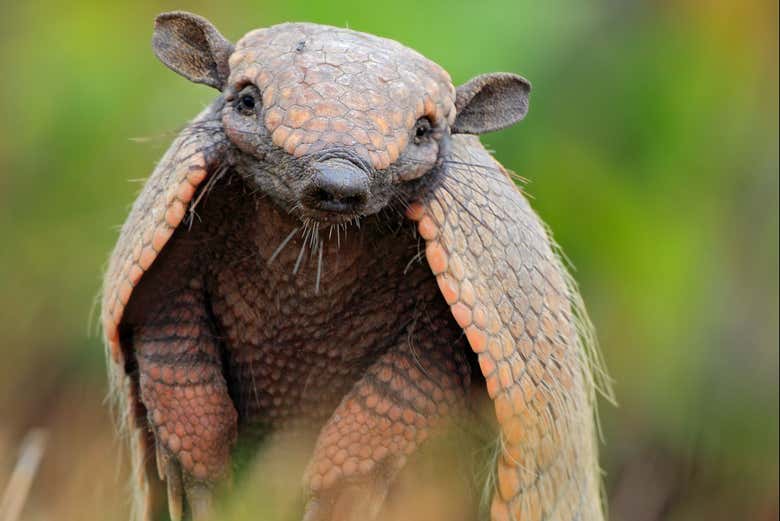 Un pequeño armadillo