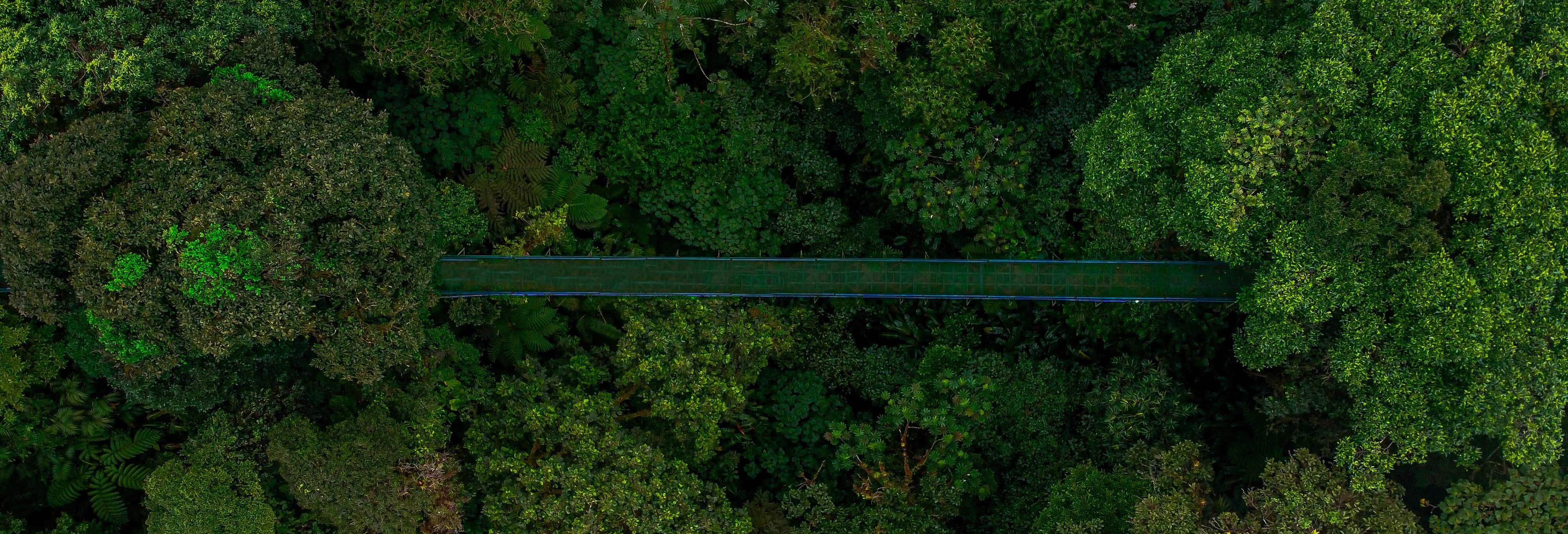 Senderismo / Trekking en Monteverde