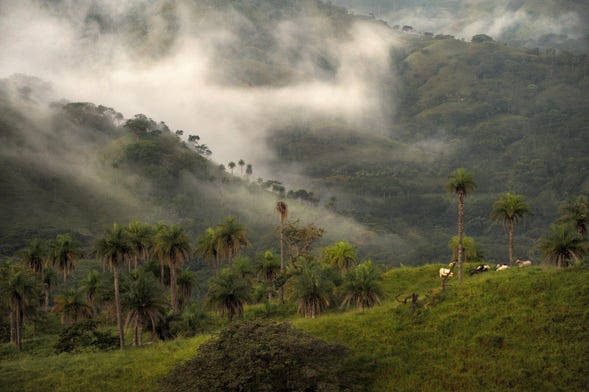 Senderismo por el Bosque Nuboso de Monteverde