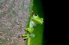 Senderismo nocturno por Oktari Monteverde