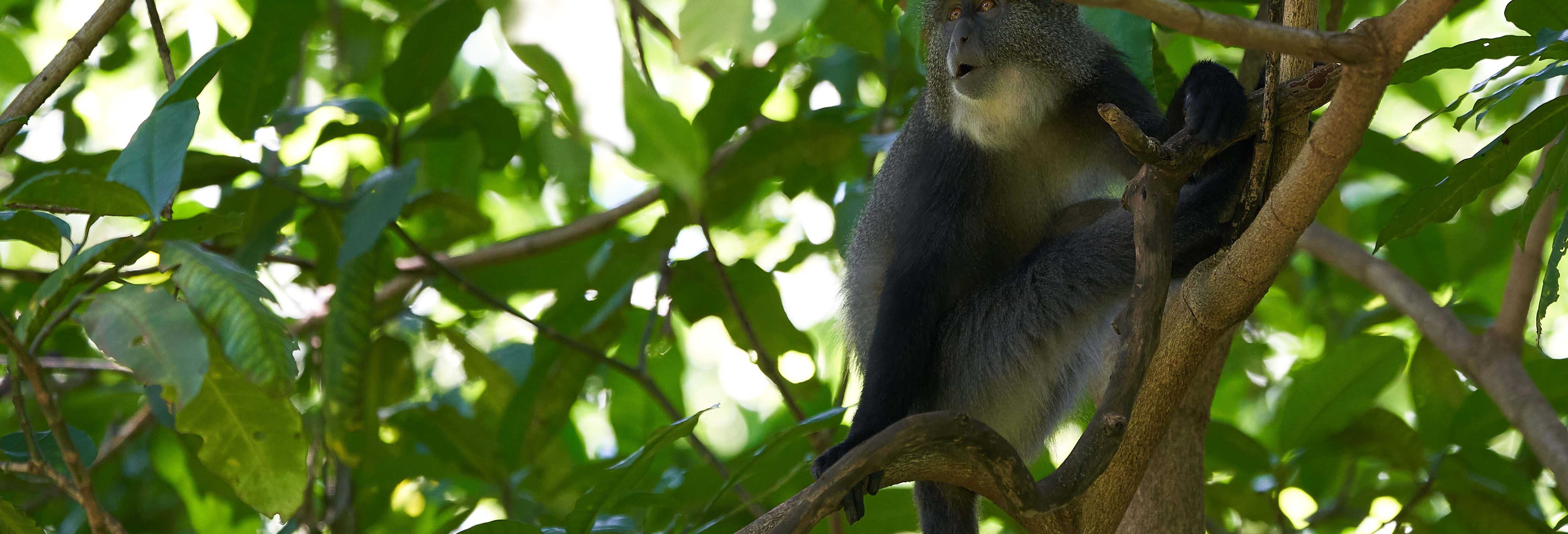 Senderismo / Trekking en Monteverde