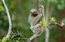 Tirolina en Selvatura Park + Avistamiento de perezosos