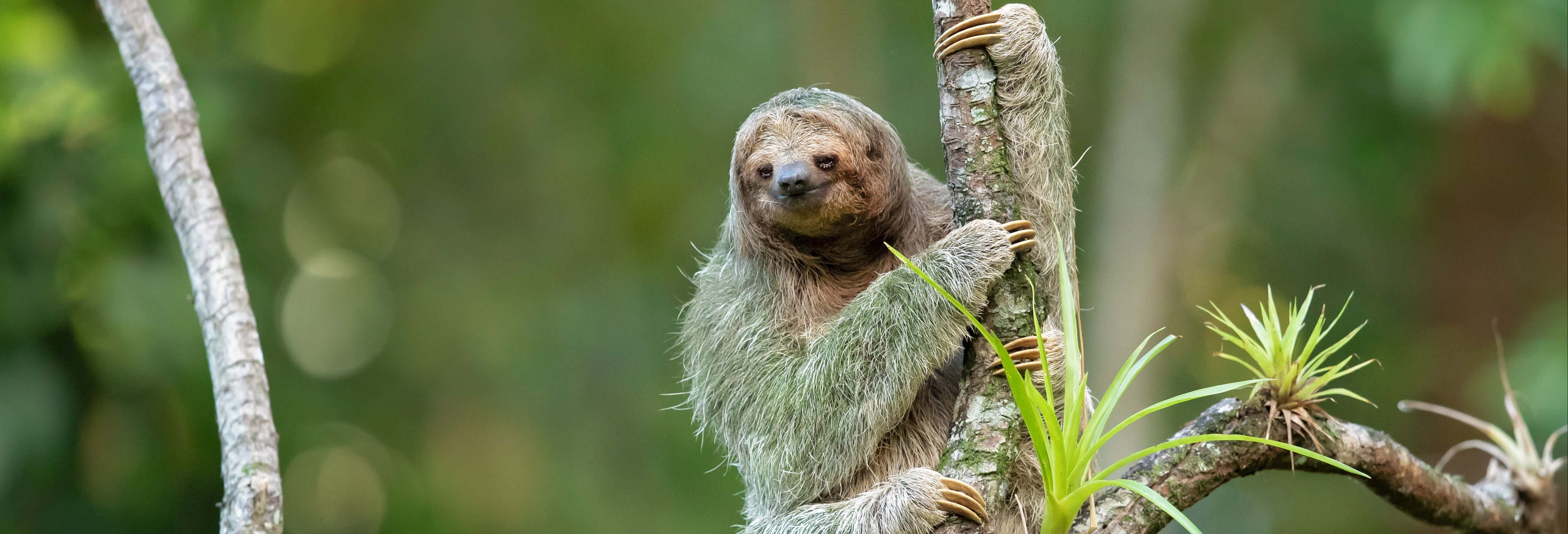 Tirolina en Monteverde
