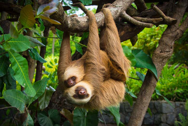 Perezoso en el Santuario