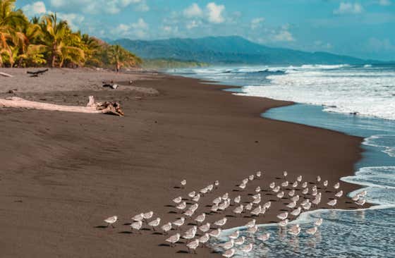 Playa Matapalo