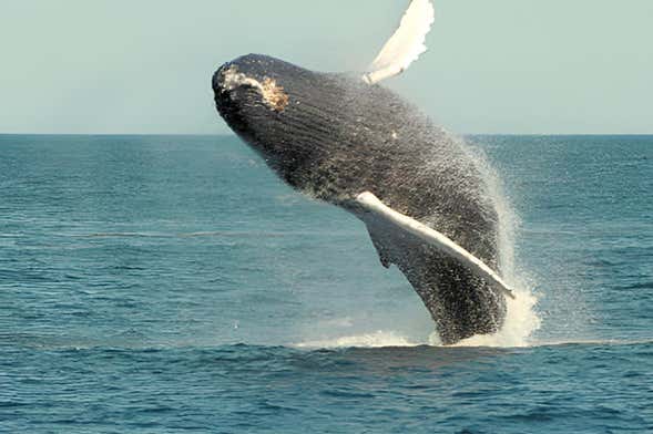 Pochote Whale Watching Tour