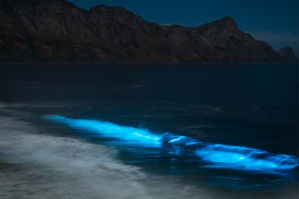 Tour del plancton luminiscente en Playa Muertos