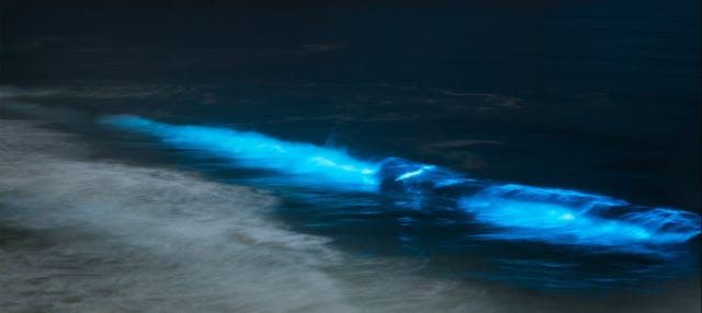 Tour del plancton luminiscente en Playa Muertos