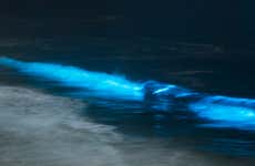 Playa Muertos Bioluminescence Tour