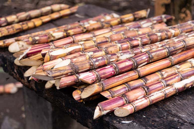 Caña de azúcar de la Zona de los Santos