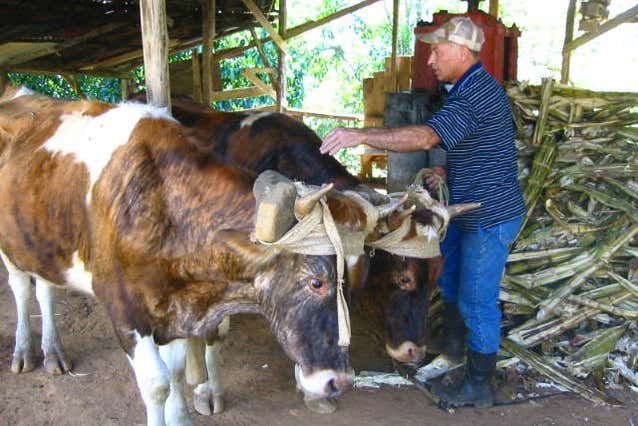 Viendo cómo trabajan los bueyes