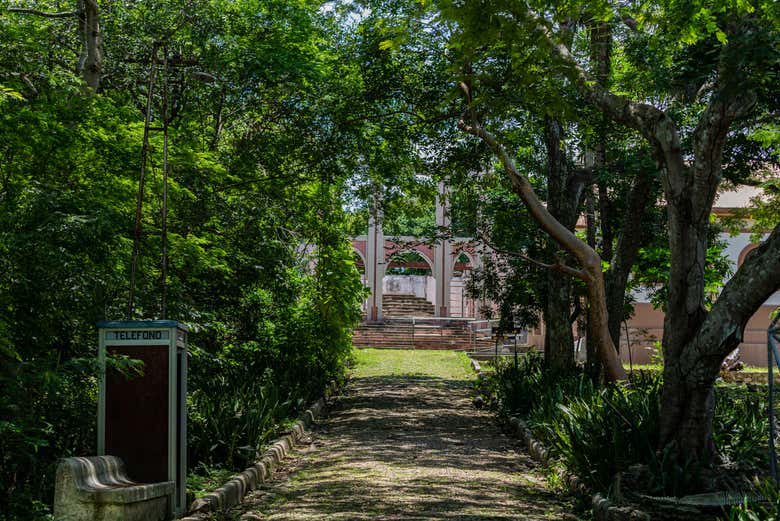 Bosco dell'isola di San Lucas