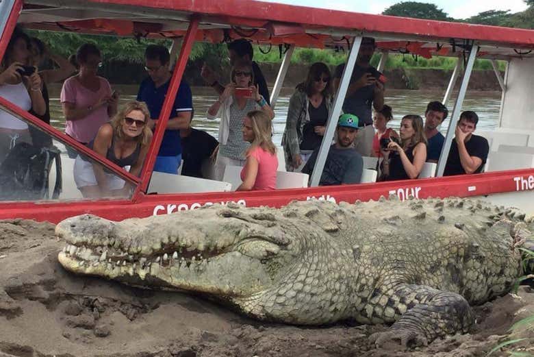 Vedrete da vicino i coccodrilli!