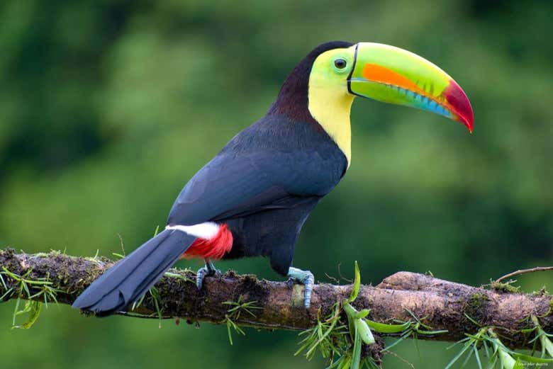 Uno splendio esemplare di tucano a Villa Lapas