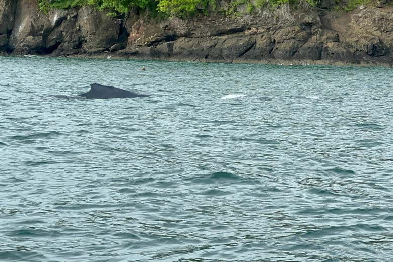 Si tenemos suerte, podremos avistar ballenas