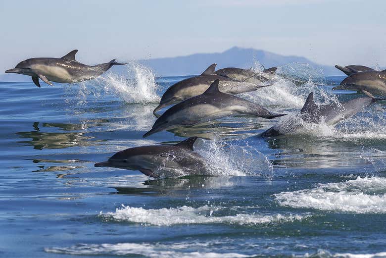 Delfini nel golfo di Nicoya