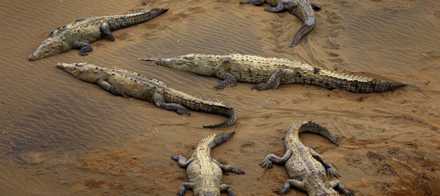 Avistamento de crocodilos no rio Tárcoles
