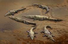 Crocodile Safari on the Tarcoles River
