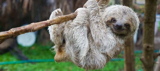 Excursión al Toucan Rescue Ranch