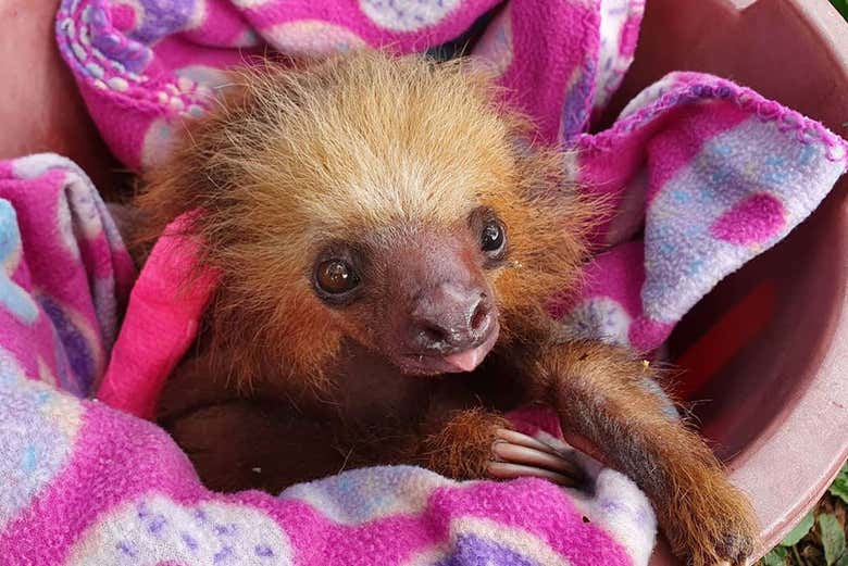 Baby sloth