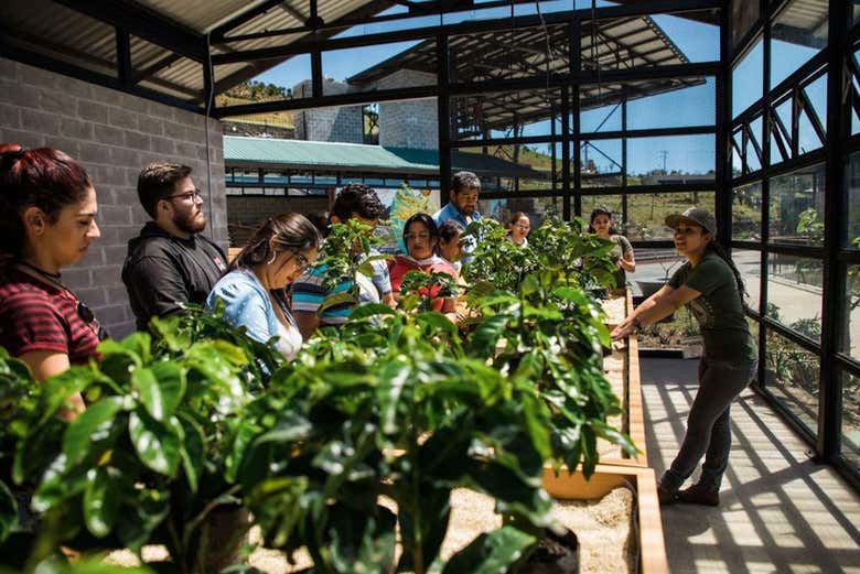 Aprendiendo sobre el café costarricense