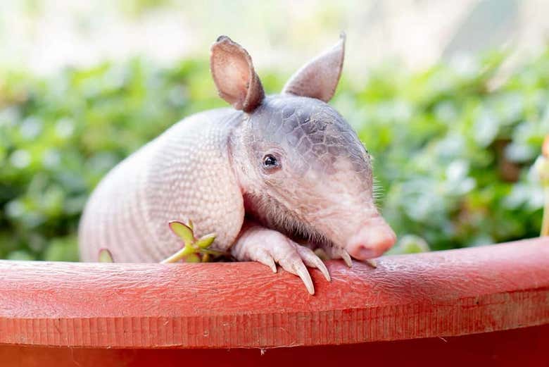 Baby armadillo