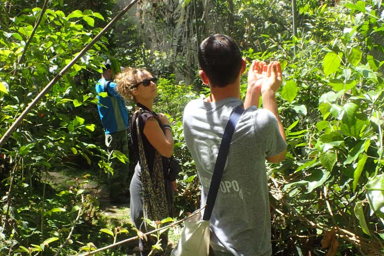 Traversing the urban forests of San José