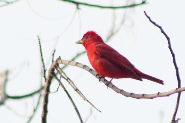 Birdwatching in San José