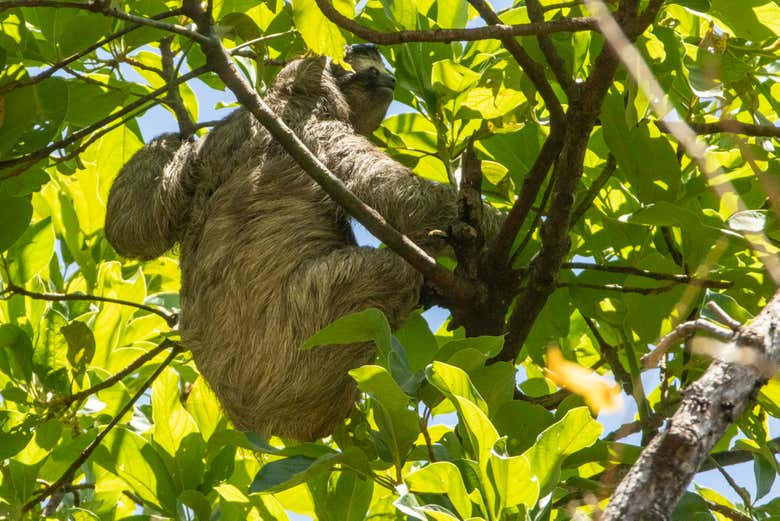A sloth in a tree