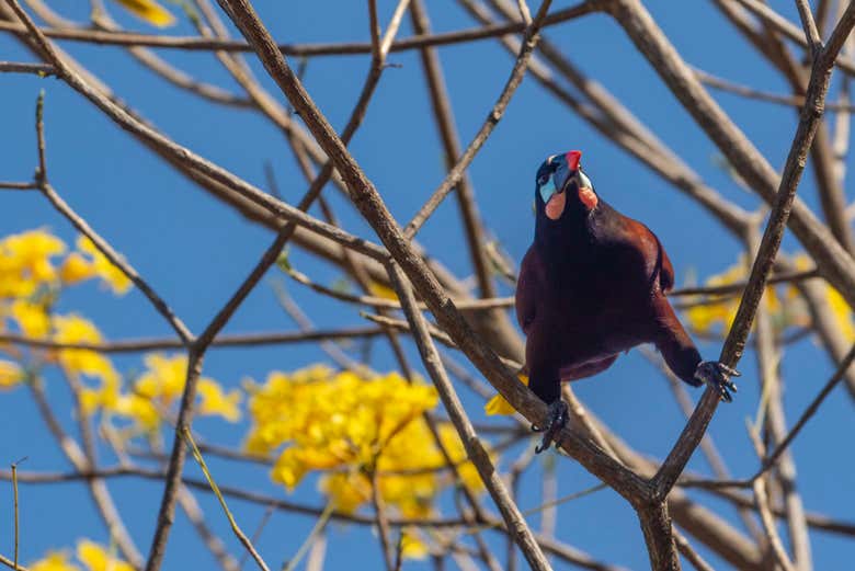 A Montezuma oropendola