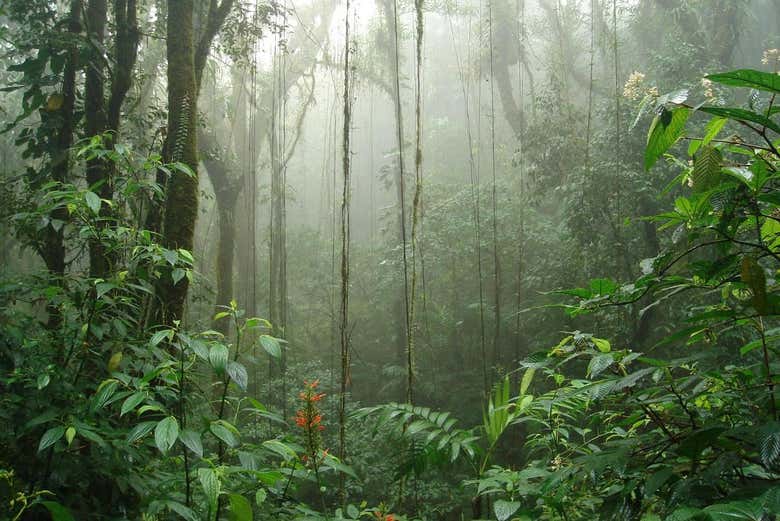 Heading into the cloud forest of the San Luis Adventure Park