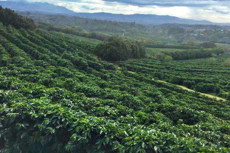 Cafetales de Costa Rica