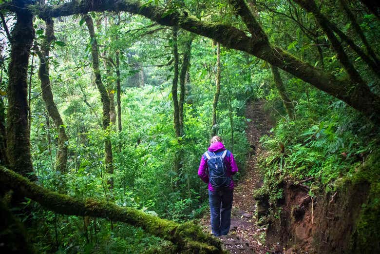 Caminando por el denso bosque tropical