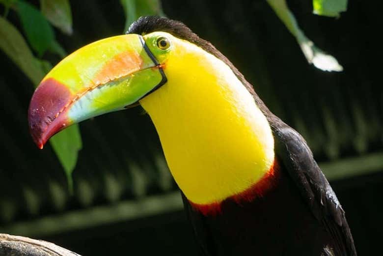 Toucan Rescue Ranch