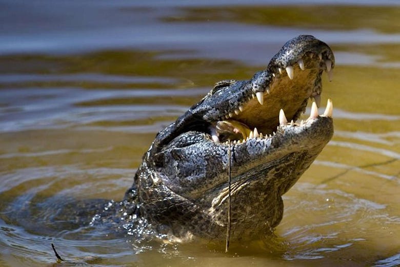 Crocodile in the Tarcoles River