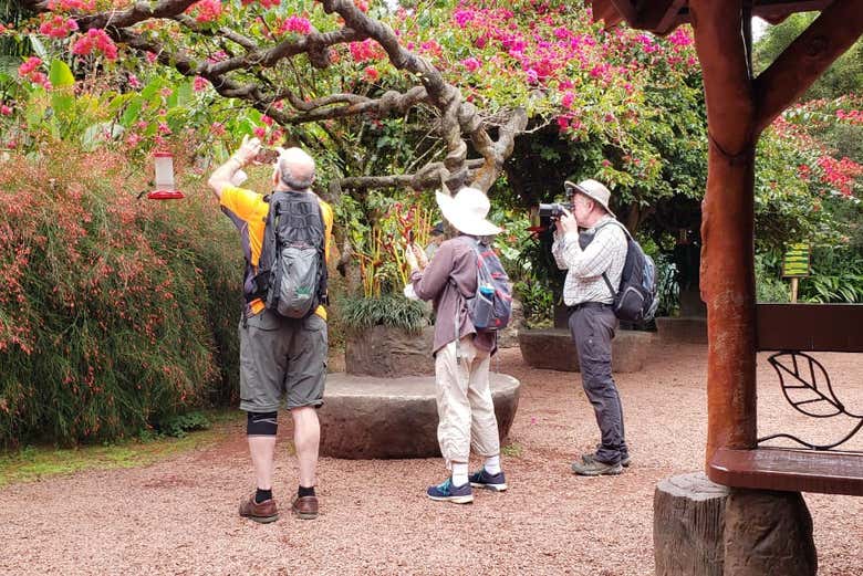 Admirando a los colibríes