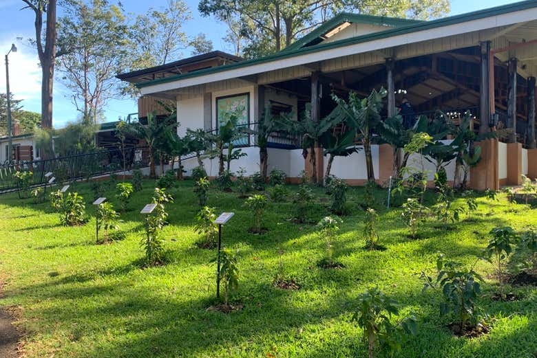 Demonstração de plantas de café na Hacienda Doka