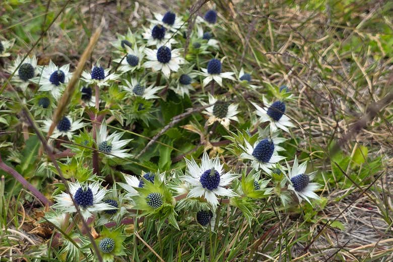Plantes indigènes