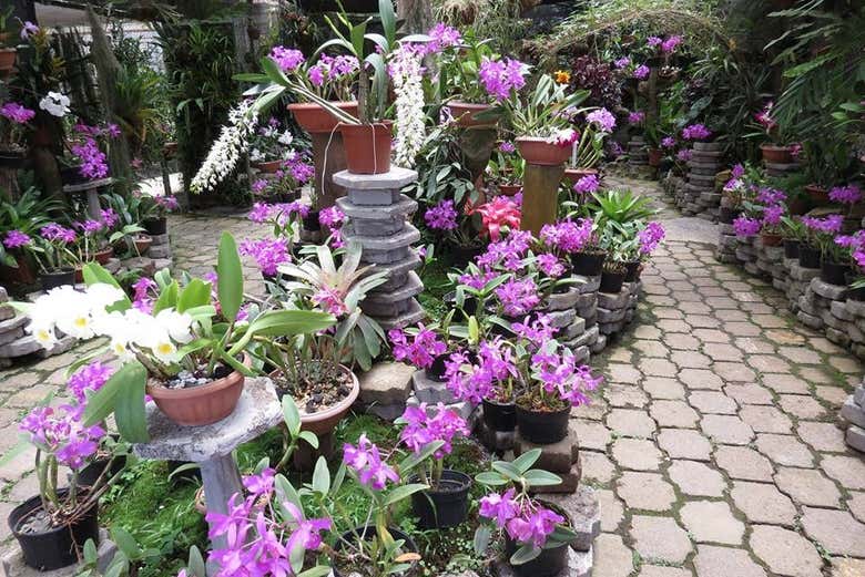 Pots de fleurs dans les jardins de Lankester