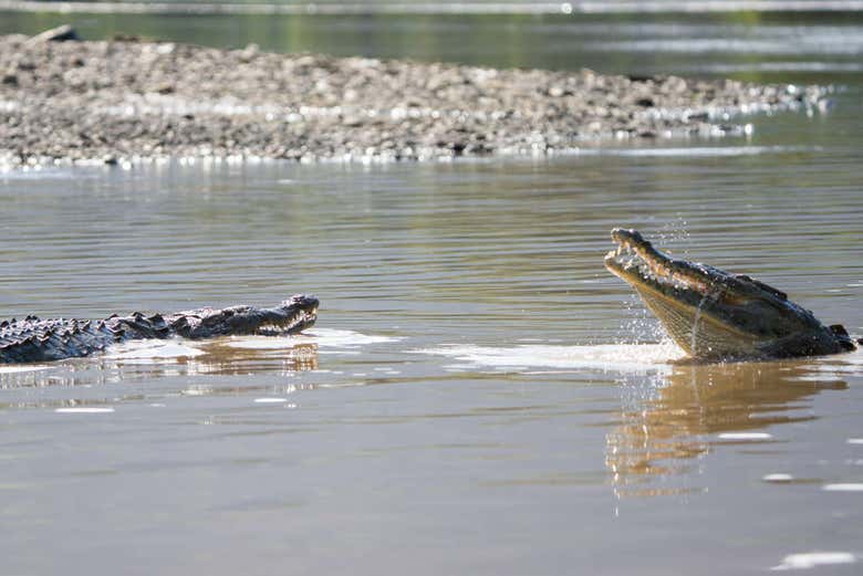 Lucha entre cocodrilos