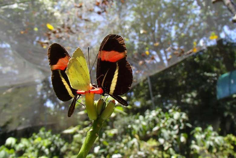 Butterflies in the forests of the University of Costa Rica